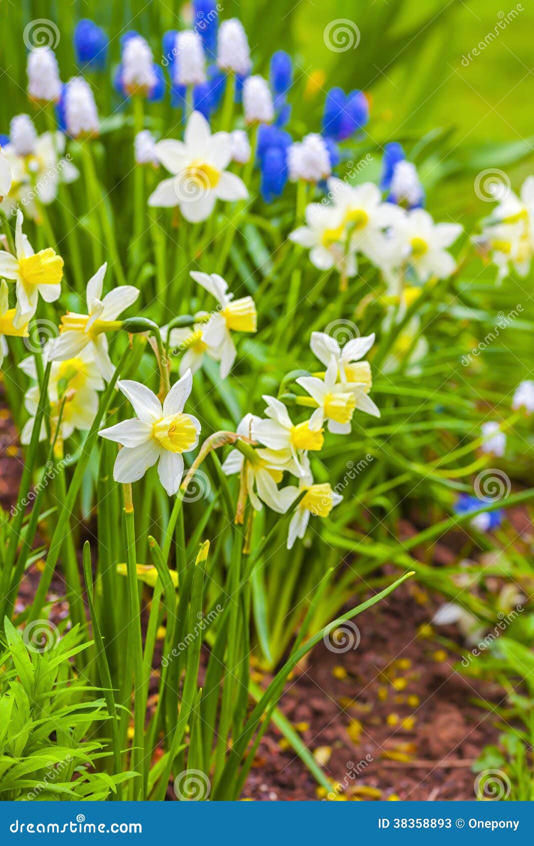 Narcisses nains tôt image stock. Image du botanique, parfumé - 38358893