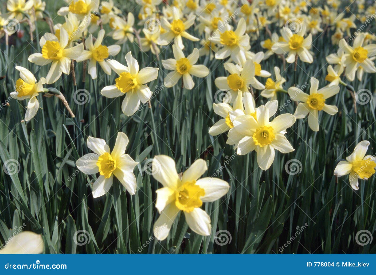 narcissus