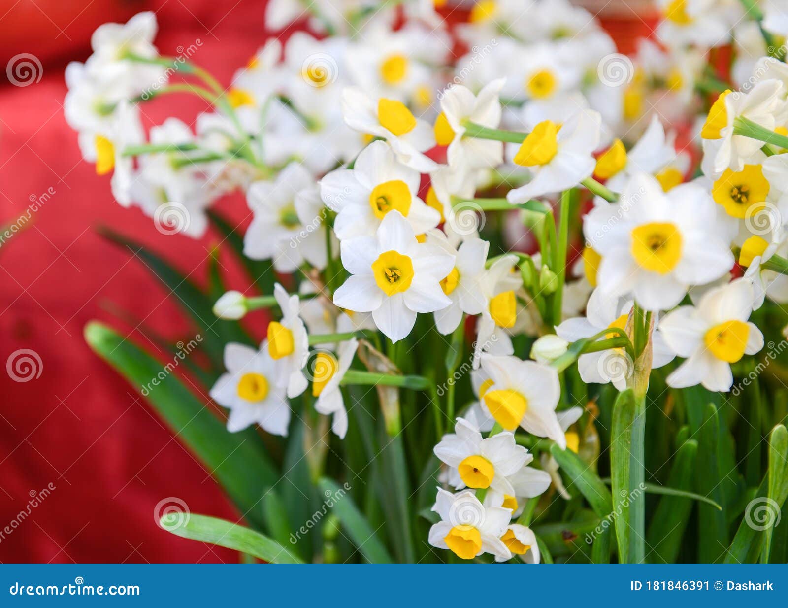 Narcissus blooming stock image. Image of elegance, decoration 181846391