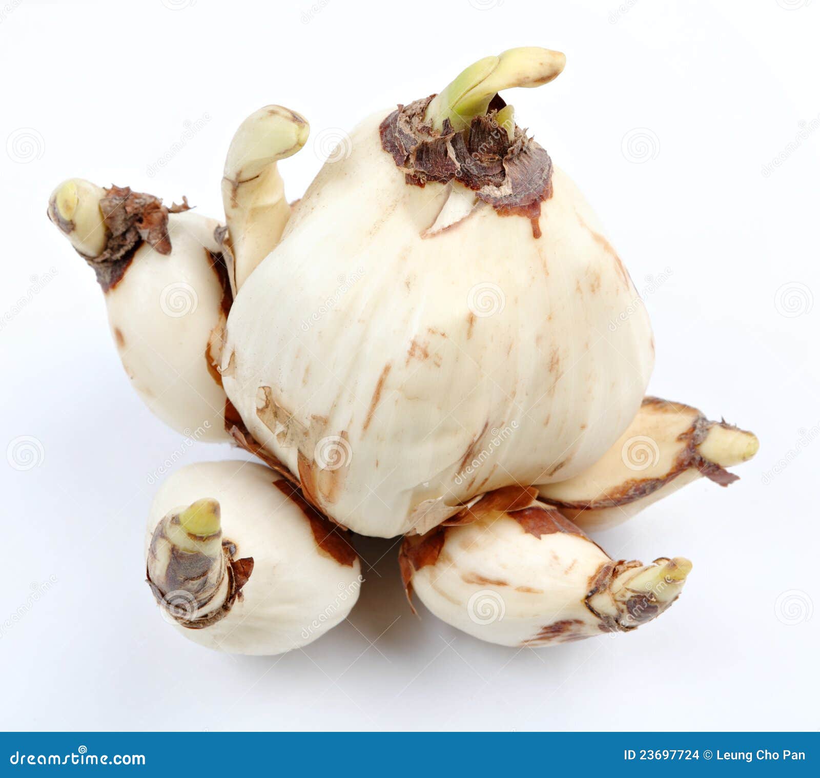 Narcissus bulb stock photo. Image of organic, agriculture 23697724