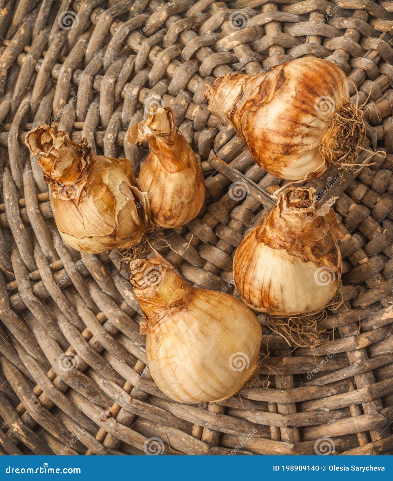 Narcissus Bulbs To Growth In A Pot On A White Background. Spring Card