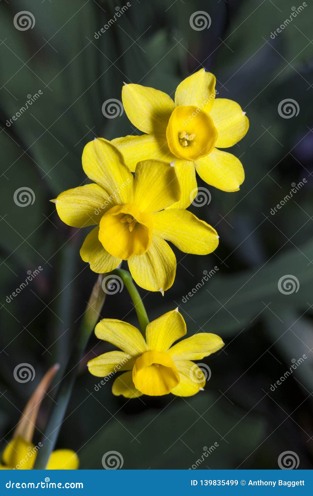narcissus cordubensis `lemon` daffodil