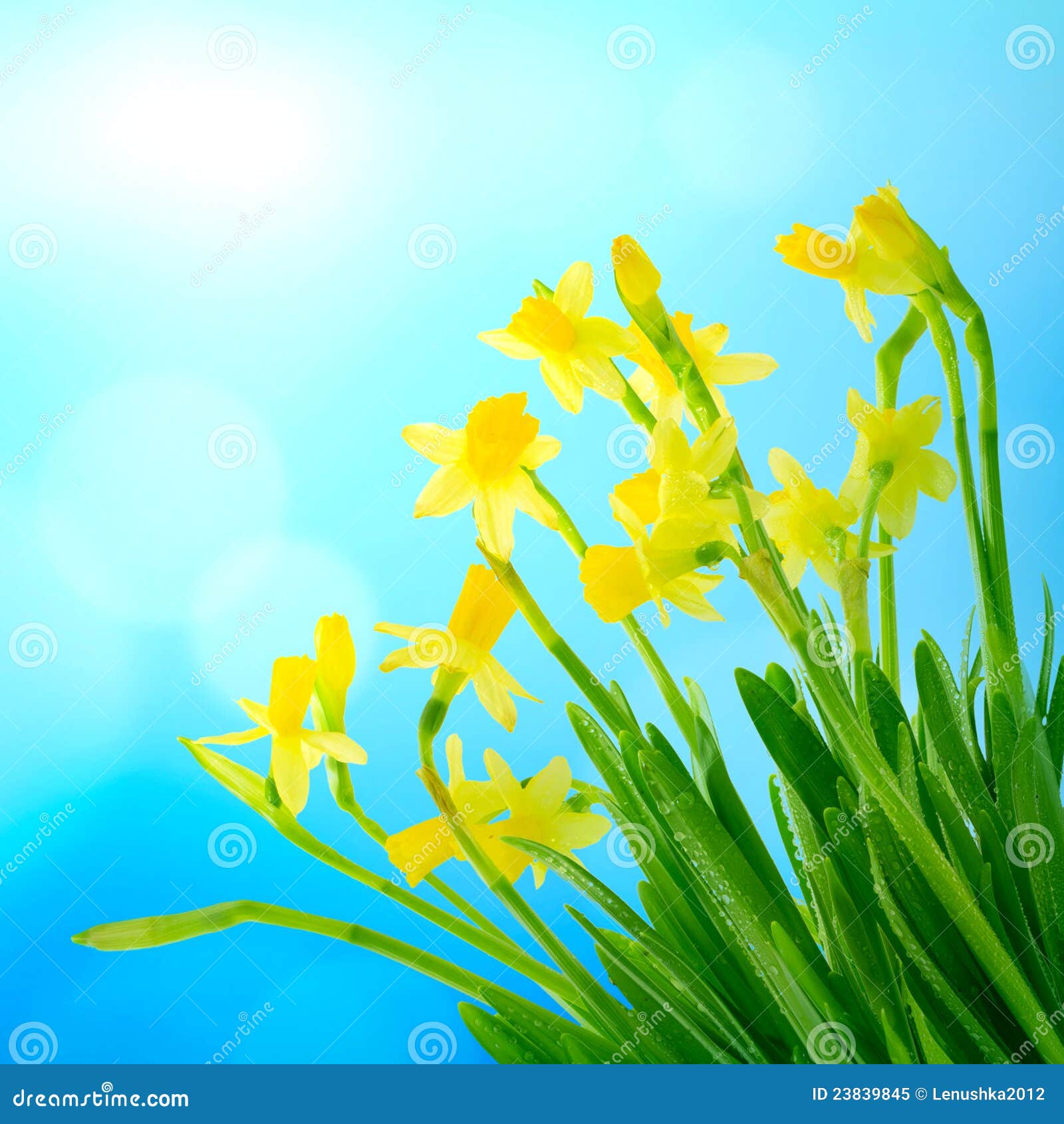 2,800 Daffodil Blue Sky Photos Free & RoyaltyFree Stock Photos from