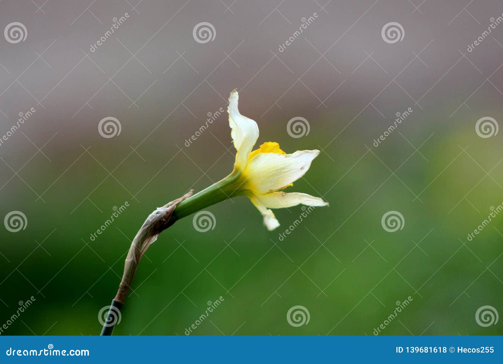 Narcissus Or Daffodil Perennial Herbaceous Bulbiferous Geophytes