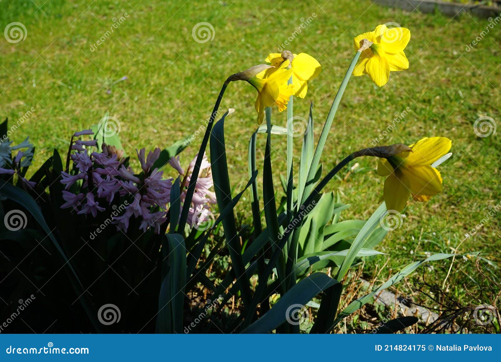 narcissus `dutch master` in the garden in march. berlin, germany