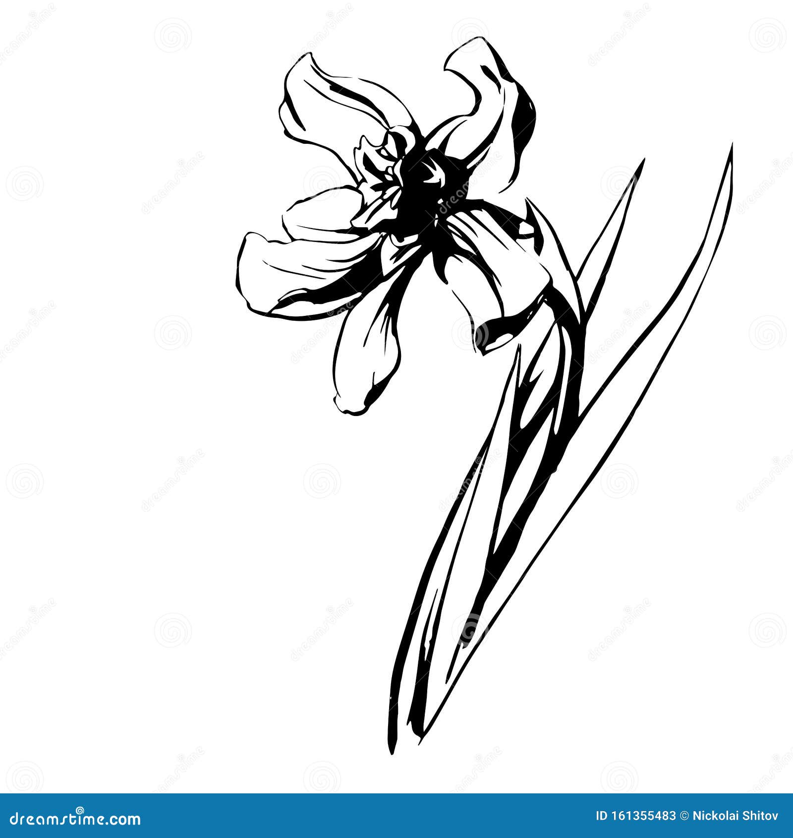 Free Free 52 Narcissus Flower Svg SVG PNG EPS DXF File