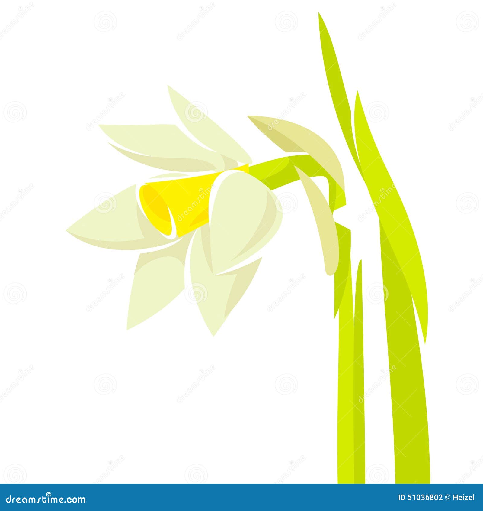 Narcissus Flower Stock Vector  Image: 51036802