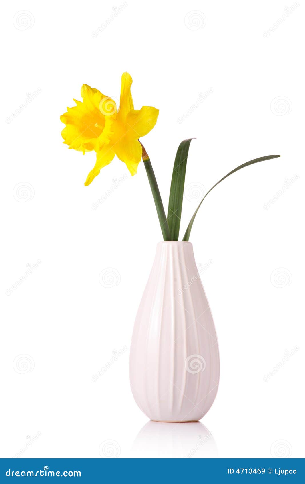 Narcissus flower in a vase stock image. Image of gift 4713469
