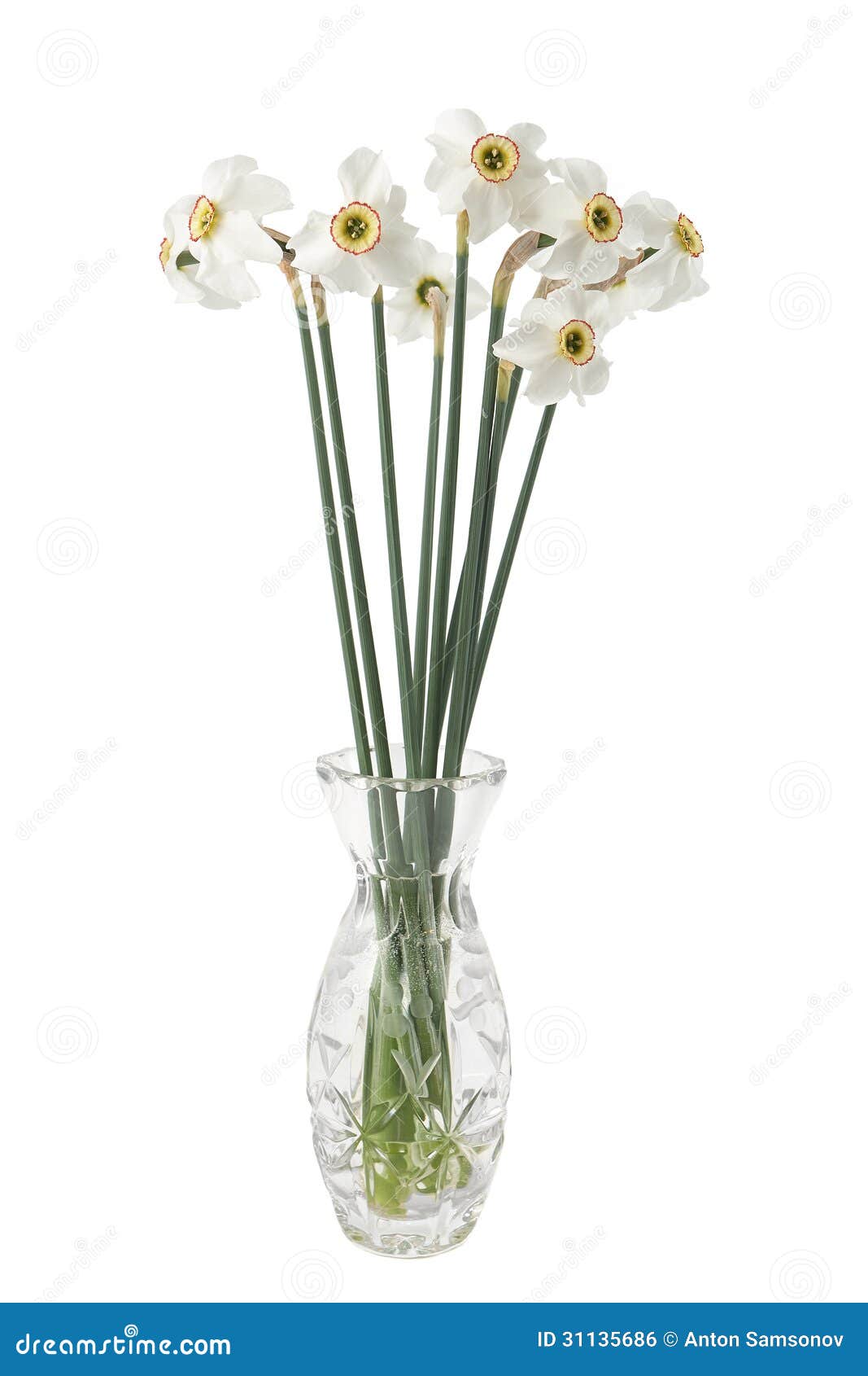 Narcissus flower in a vase stock photo. Image of bunch 31135686
