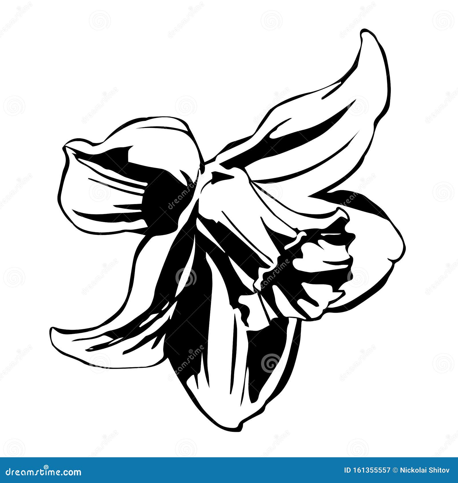 Download Narcissus Flower Vector Illustration Drawn In Black Ink ...