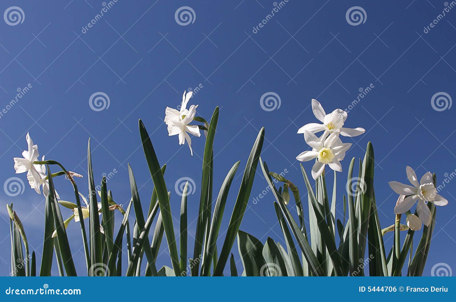Narcissus flowers stock photo. Image of cultivation, fragrance 5444706