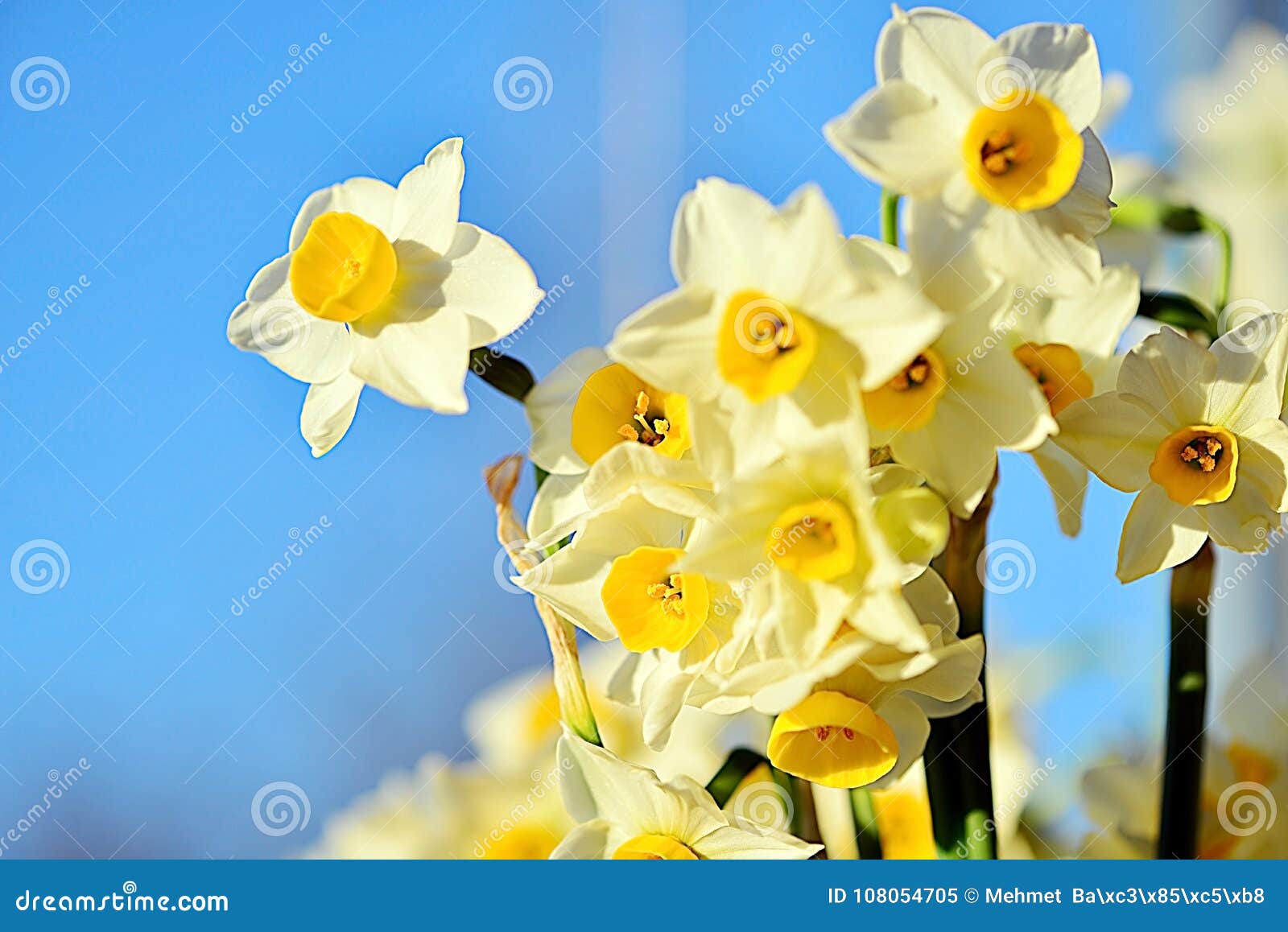 narcissus flowers or daffodils growing alone.