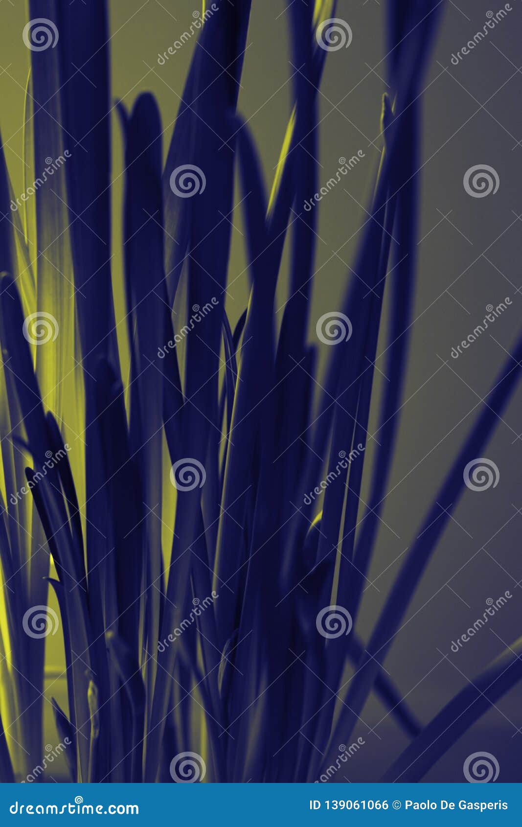 Narcissus Flowers with a High Stem in False Colors and Duotone. Very ...