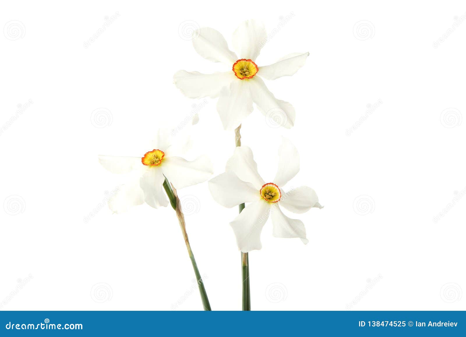 Narcissus flowers stock image. Image of plant, botanic 138474525