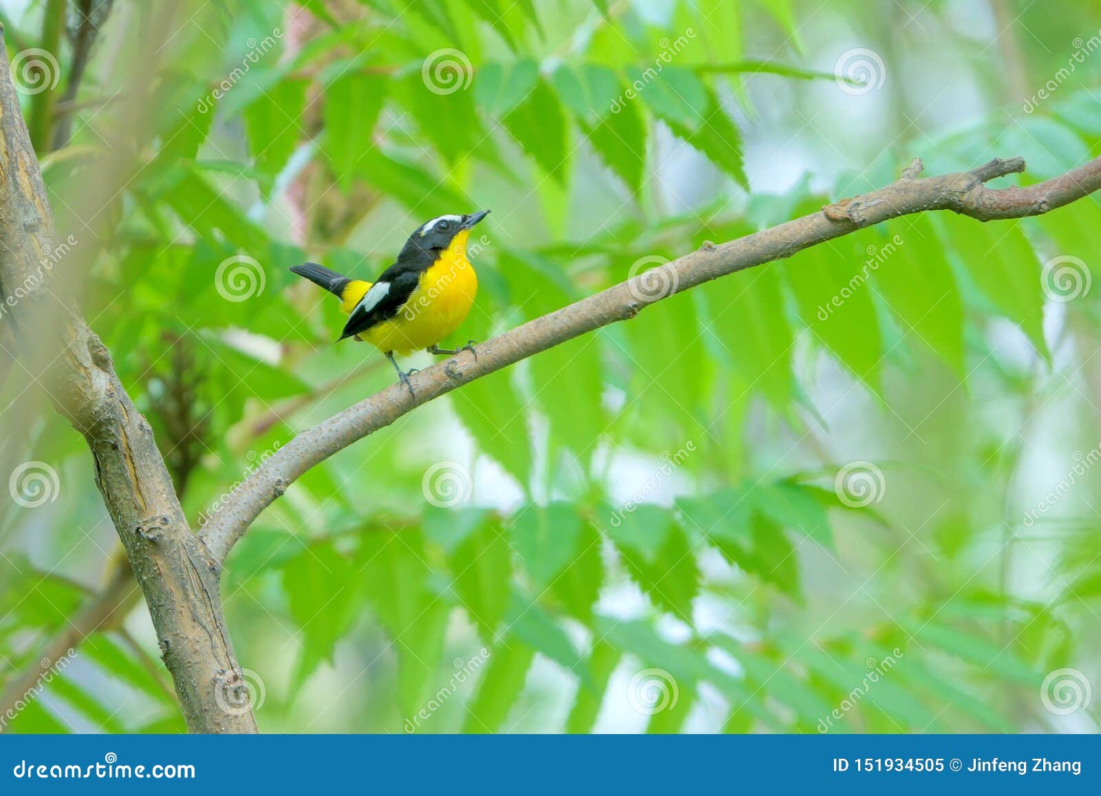 narcissus flycatcher