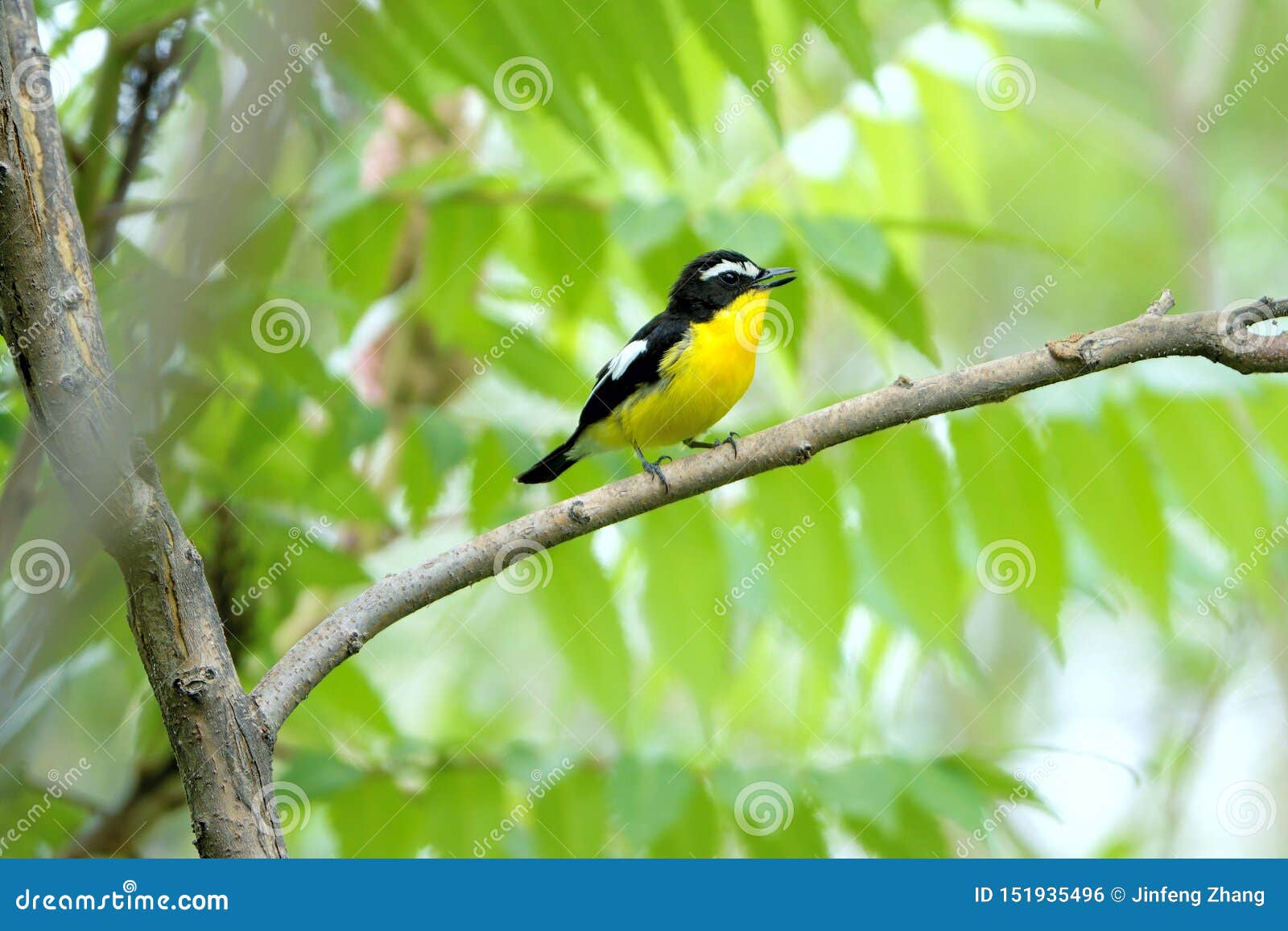narcissus flycatcher
