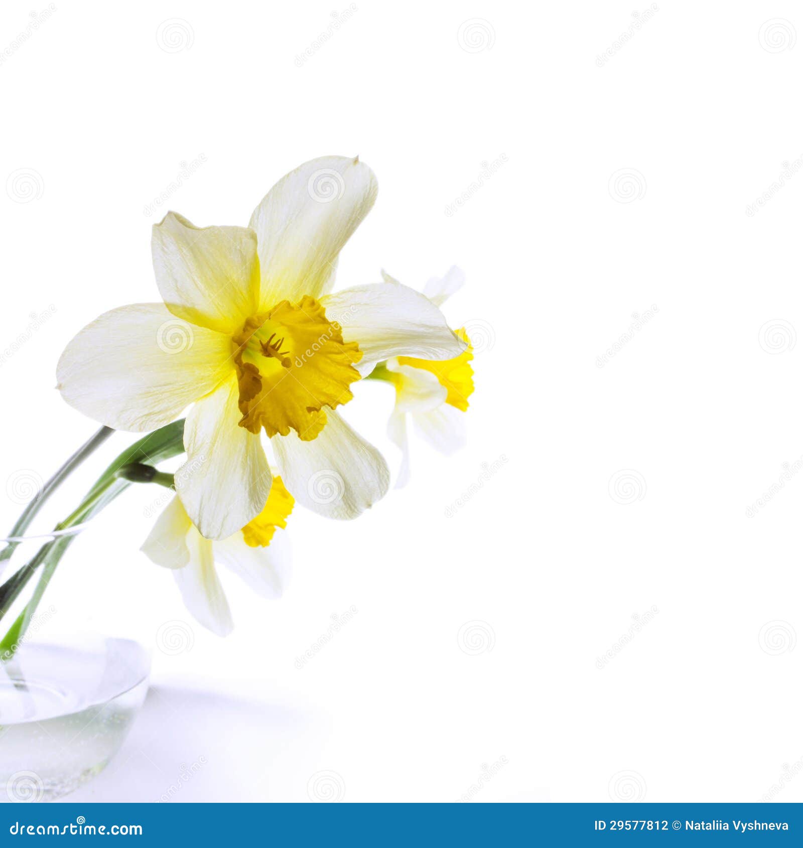 Narcissus in a glass vase stock photo. Image of bloom 29577812
