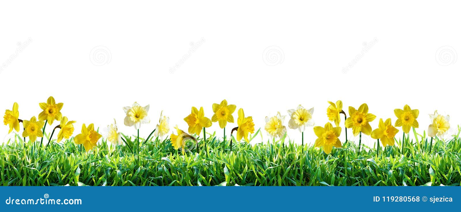 narcissus in green grass. spring border.