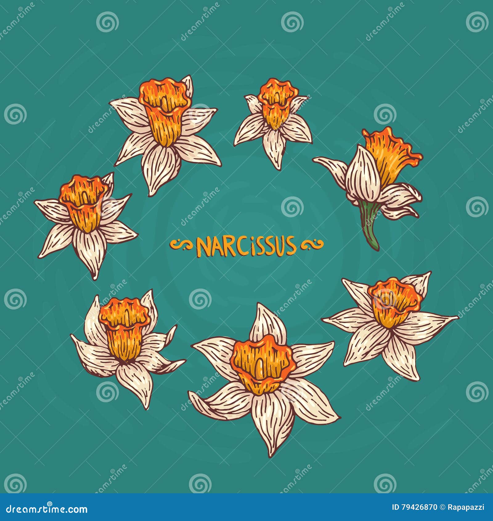 Narcissus stock vector. Illustration of green, transparency 79426870
