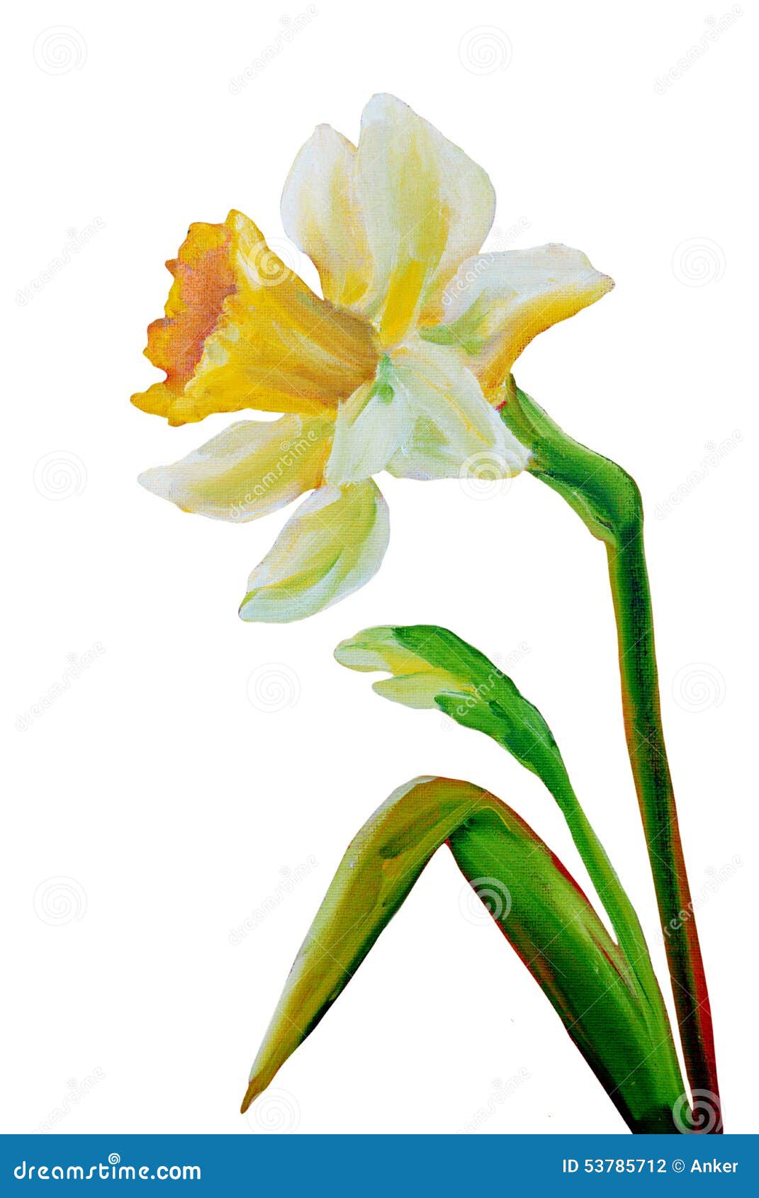 Narcissus oil painting. stock illustration. Illustration of flower ...