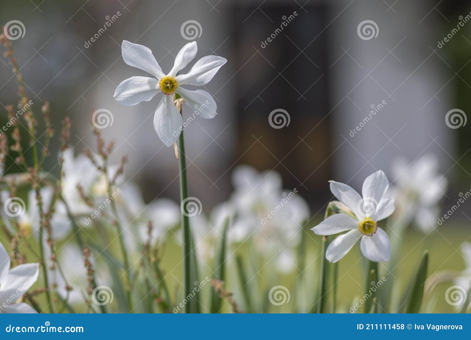 Narcissus Poeticus Poètes Jonquille Floraison Plante Sauvage Belles Fleurs  Jaunes Blanches En Fleurs Photo stock - Image du bouquet, jonquille:  211111458