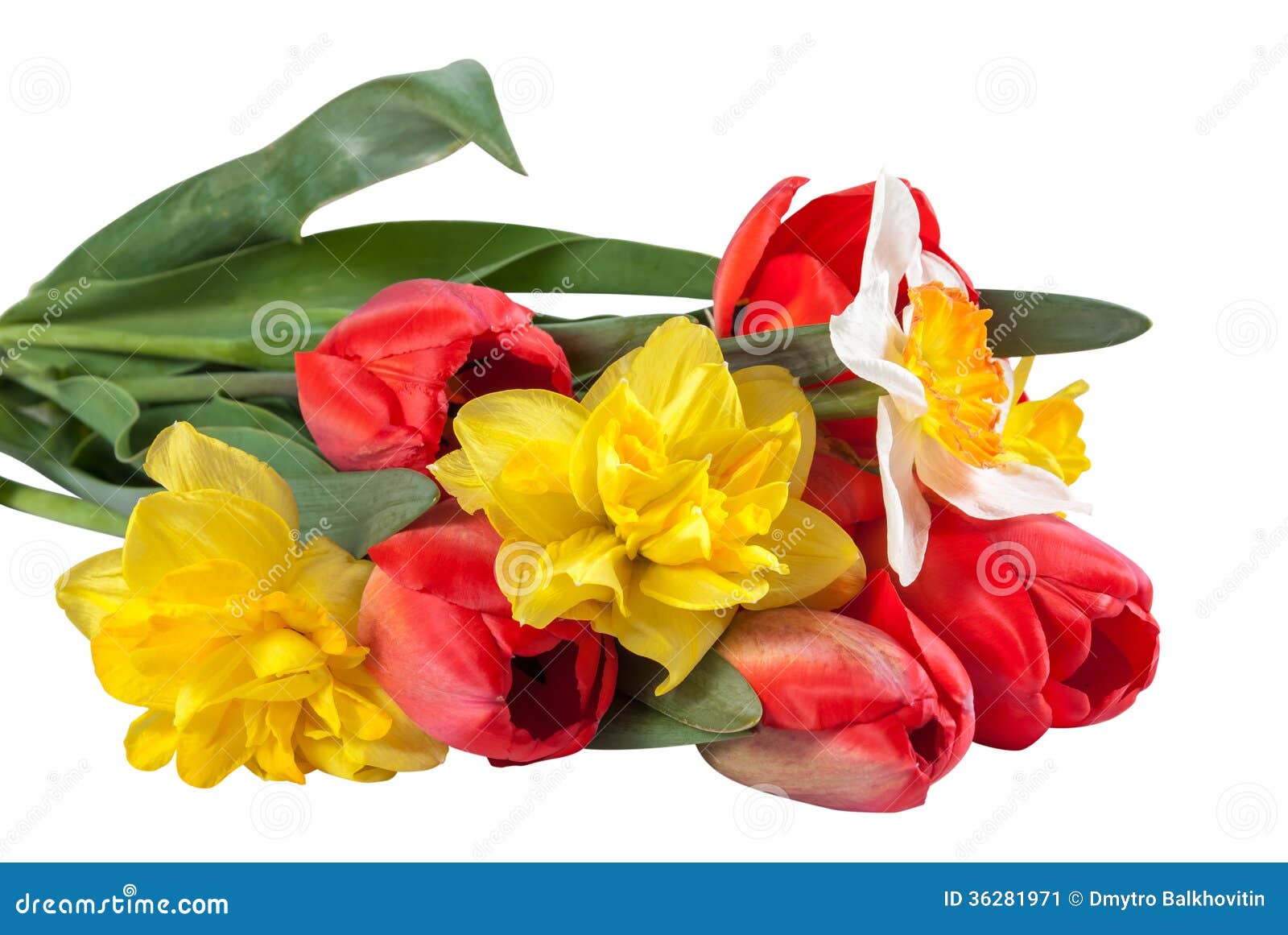 Narcissus and Red Tulips Flower Isolated Stock Image - Image of leaf ...