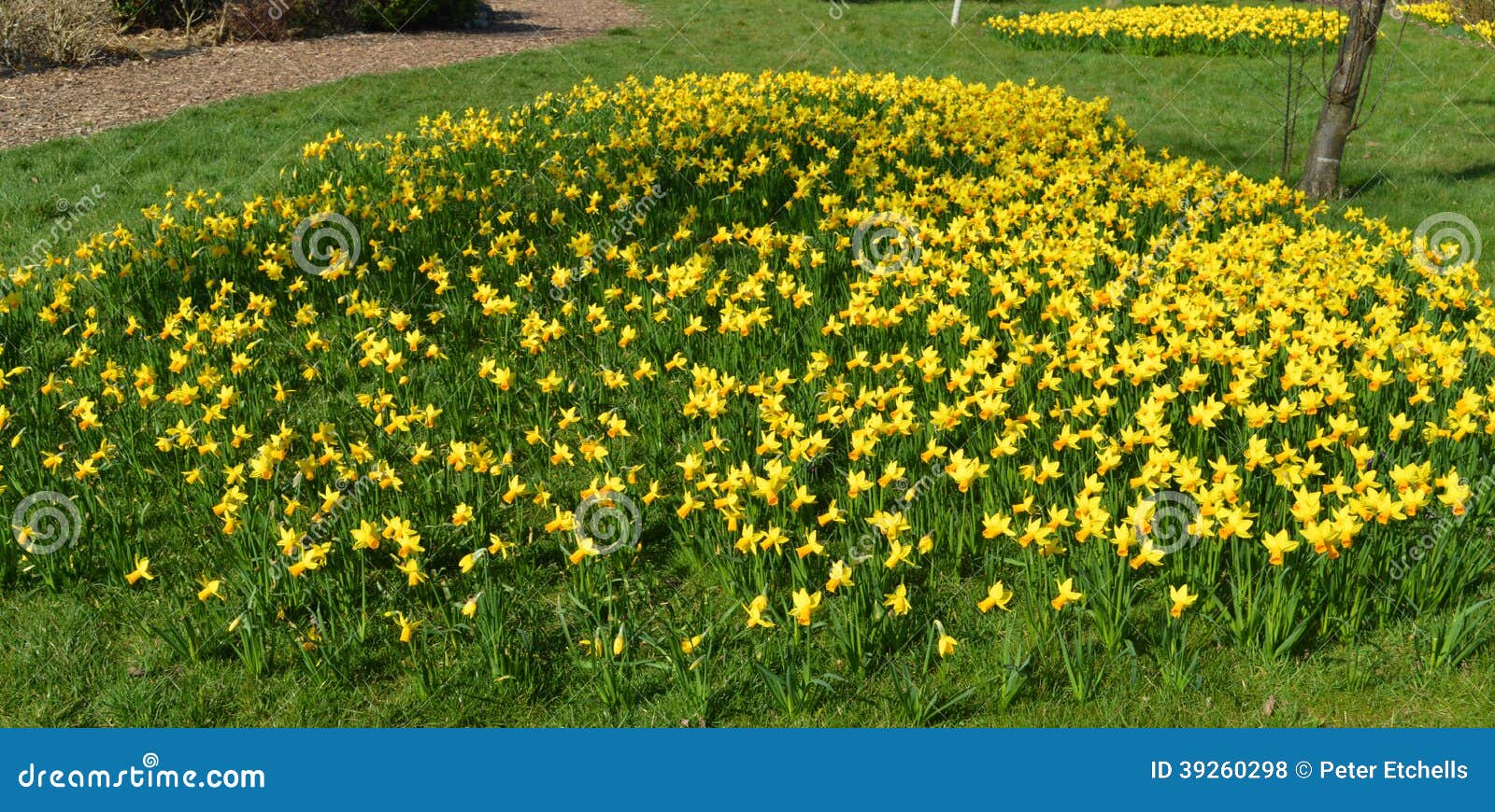 Narcissus Tete-a-Tete stock photo. Image of yellow, flowering - 39260298