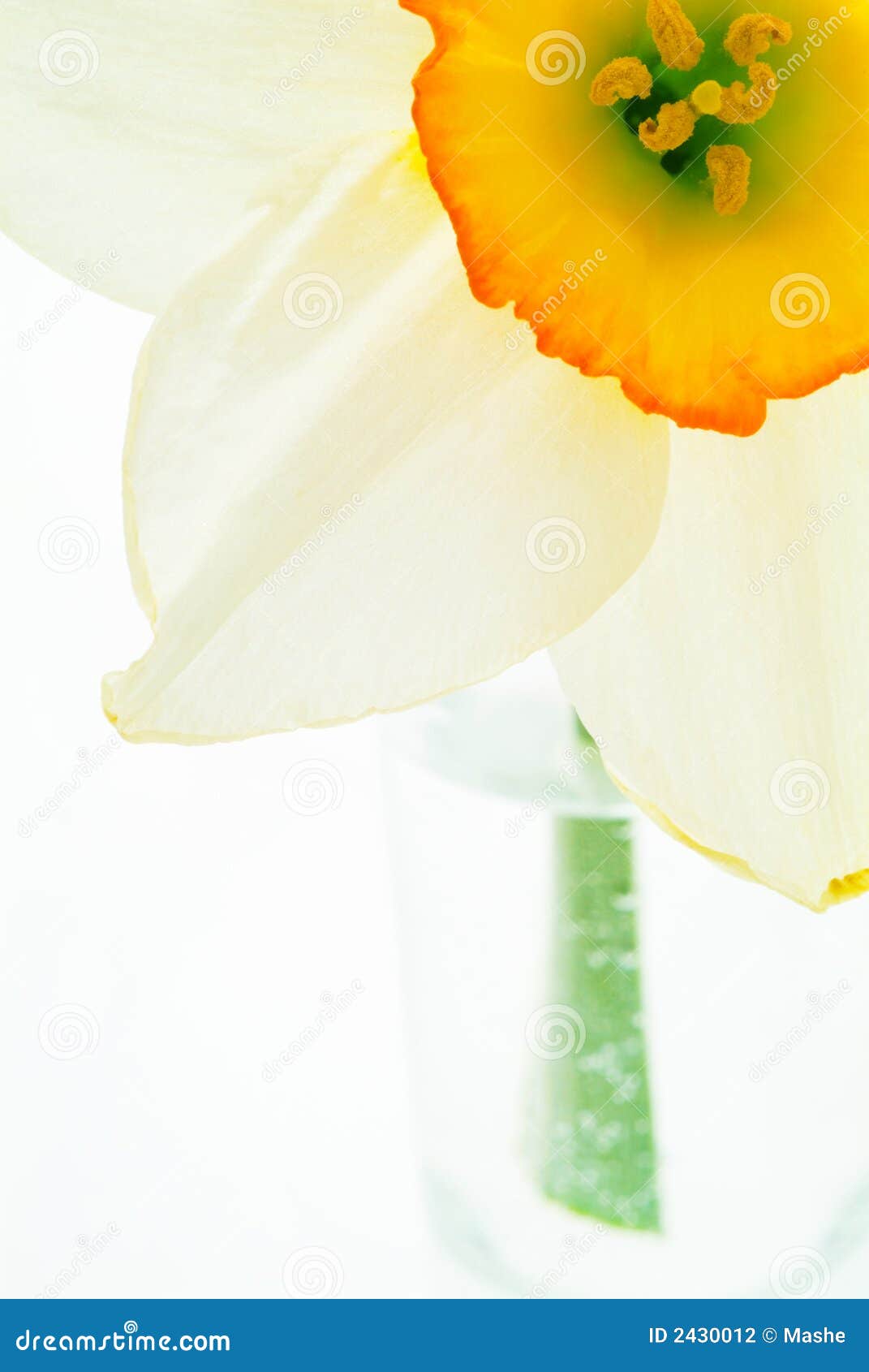 Narcissus in a vase stock photo. Image of living, arrangement 2430012