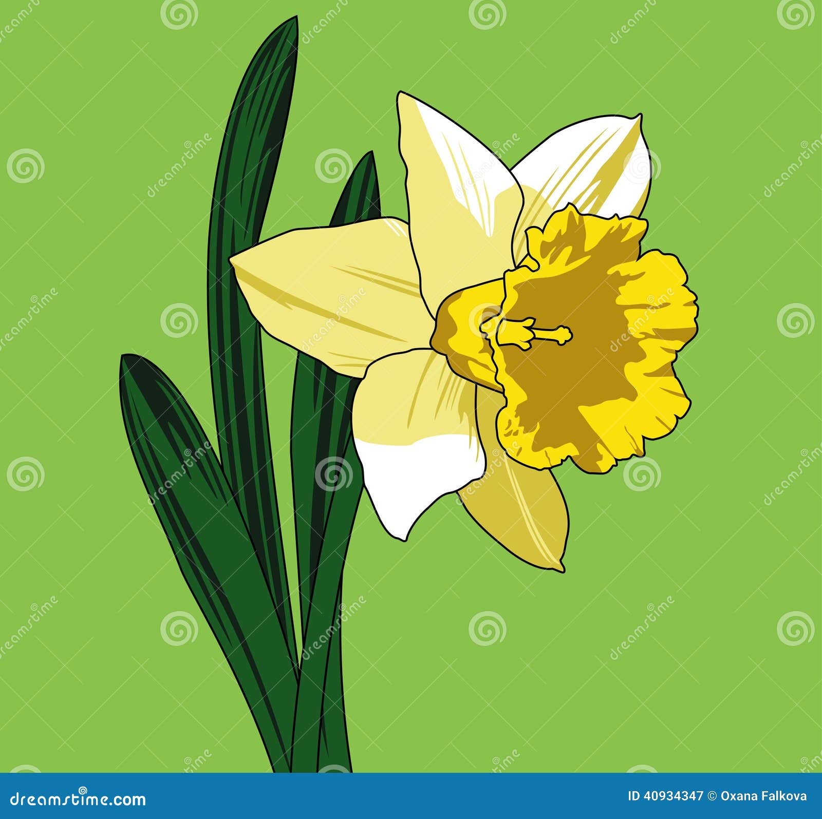 Narcissus stock vector. Illustration of bloom, botanical 40934347