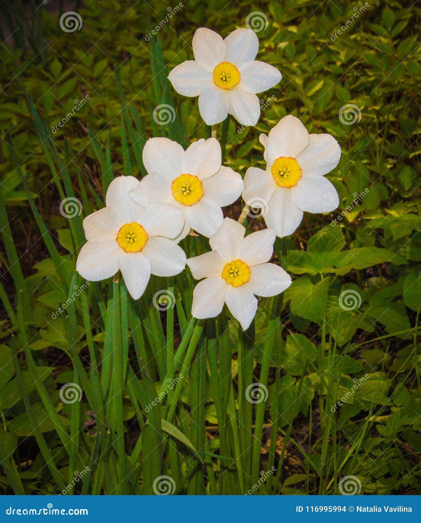 My Image 13