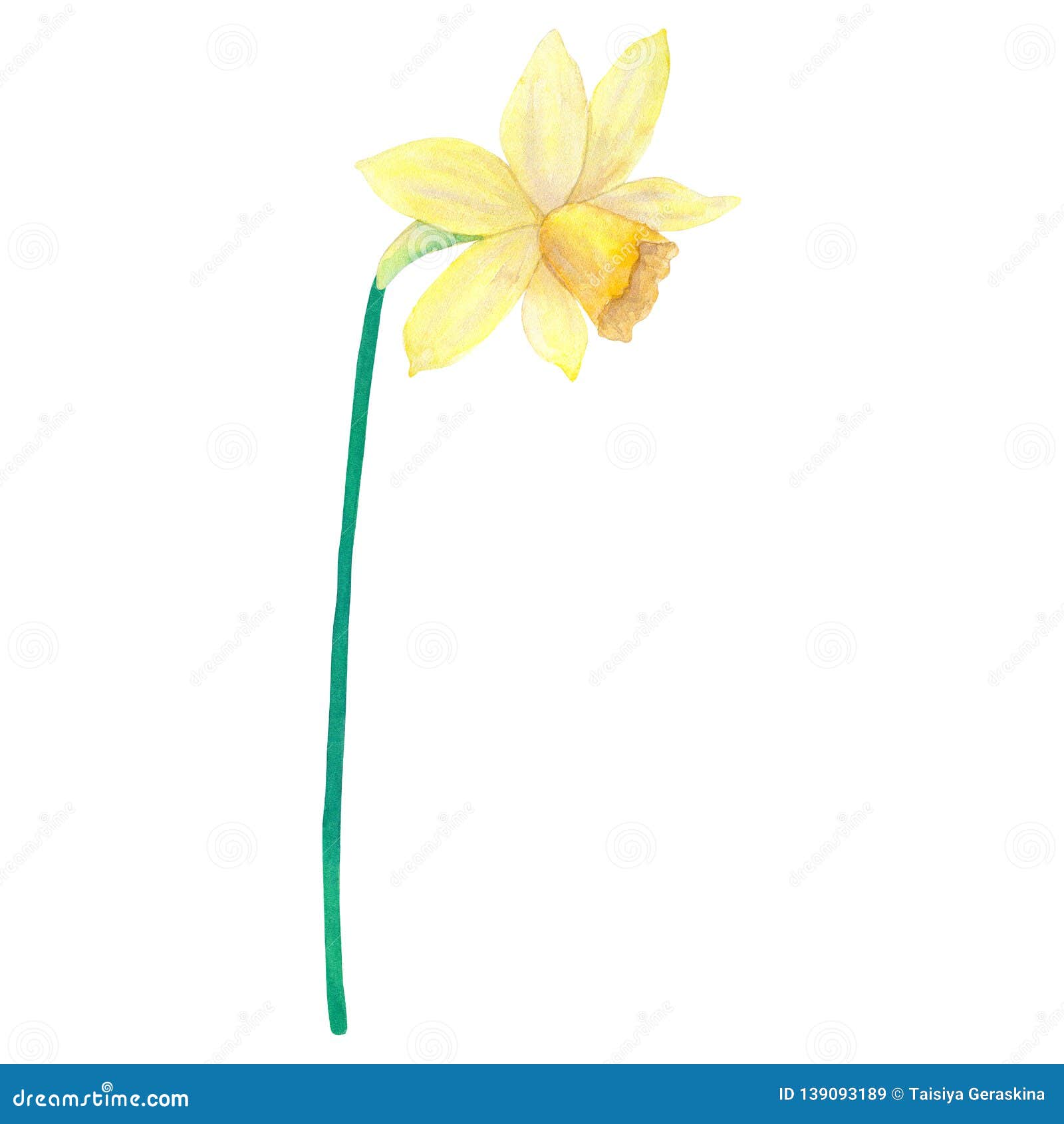 Narcissus. Yellow Flower. Watercolor Hand Drawn Illustration. Isolated ...