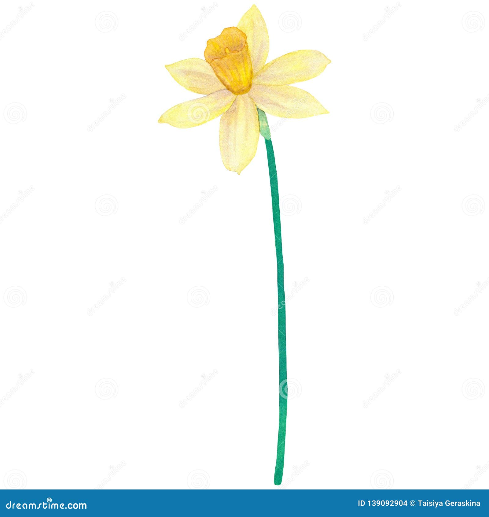 Narcissus. Yellow Flower. Watercolor Hand Drawn Illustration. Isolated ...