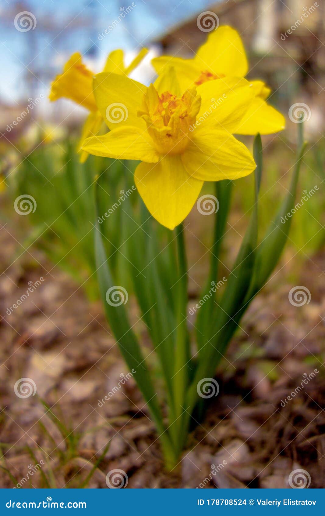 Yellow Spring Daffodil Flower Closeup on a Blurred Background Stock