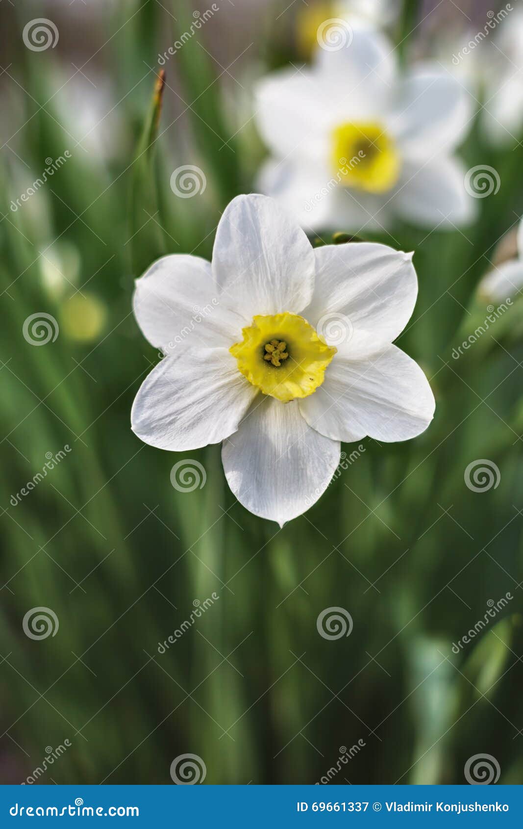 Narcissuses stock image. Image of gardens, plant, floral 69661337