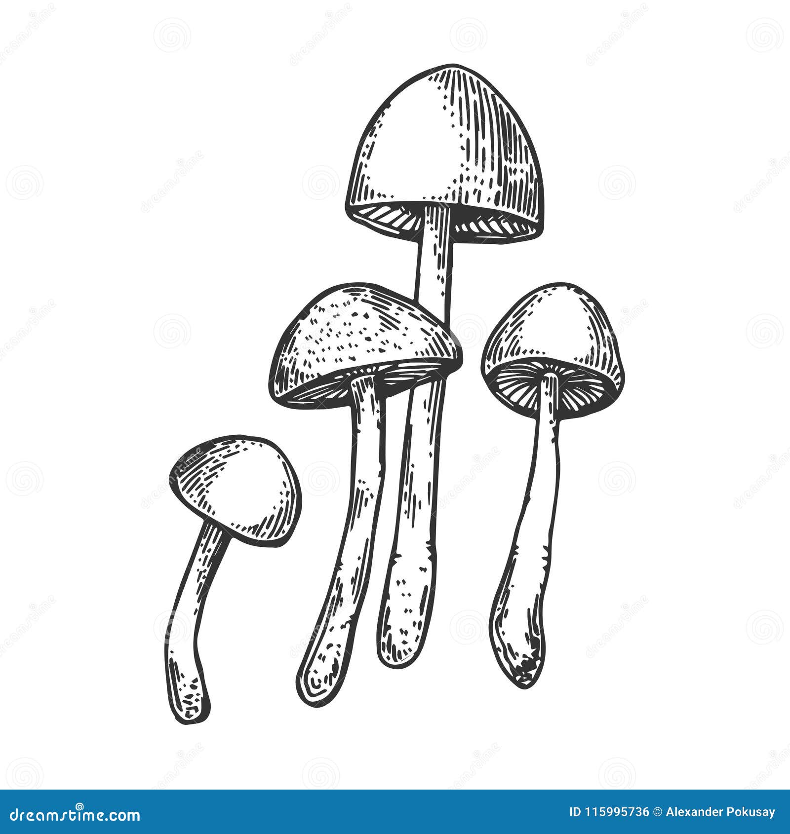 narcotic mushroom engraving  