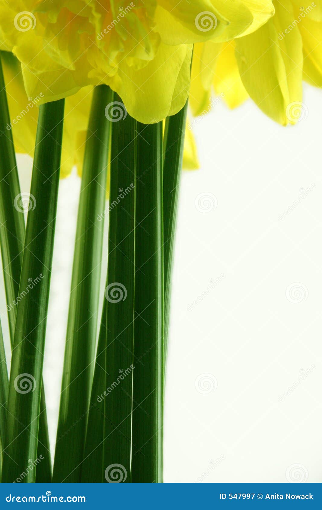 Narcyz łodygi. Kwiat kiście klimatyczne kopii mądrą narcyzy projektu Wielkanoc itd ataku kwiat wcześniej rodzaju długie narcyzów okazje płatki row wiosny wywodzącego się potrójne umiarkowanych żółty