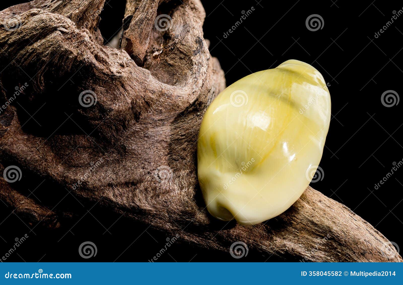 naria erosa cowry on driftwood black background
