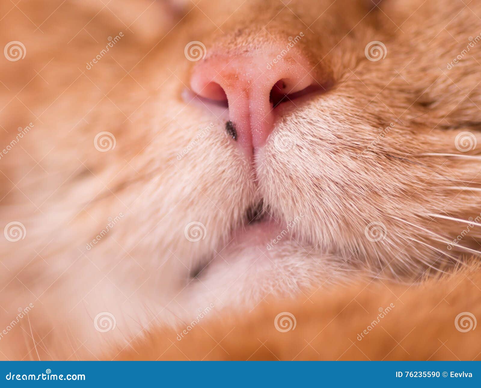 Nariz de un gato rojo foto de archivo. Imagen de suave - 76235590, image size:1600x1290
