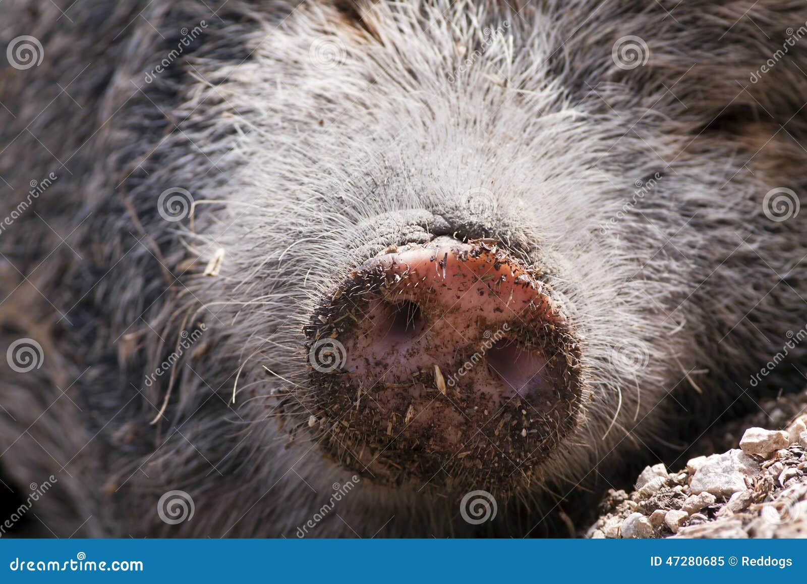 Nariz del cerdo imagen de archivo. Imagen de cara, gordo - 47280685, image size:1600x1157