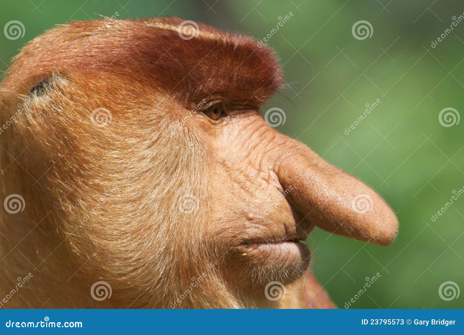 Nariz grande imagem de stock. Imagem de macho, nariz - 23795573, image size:1600x1157