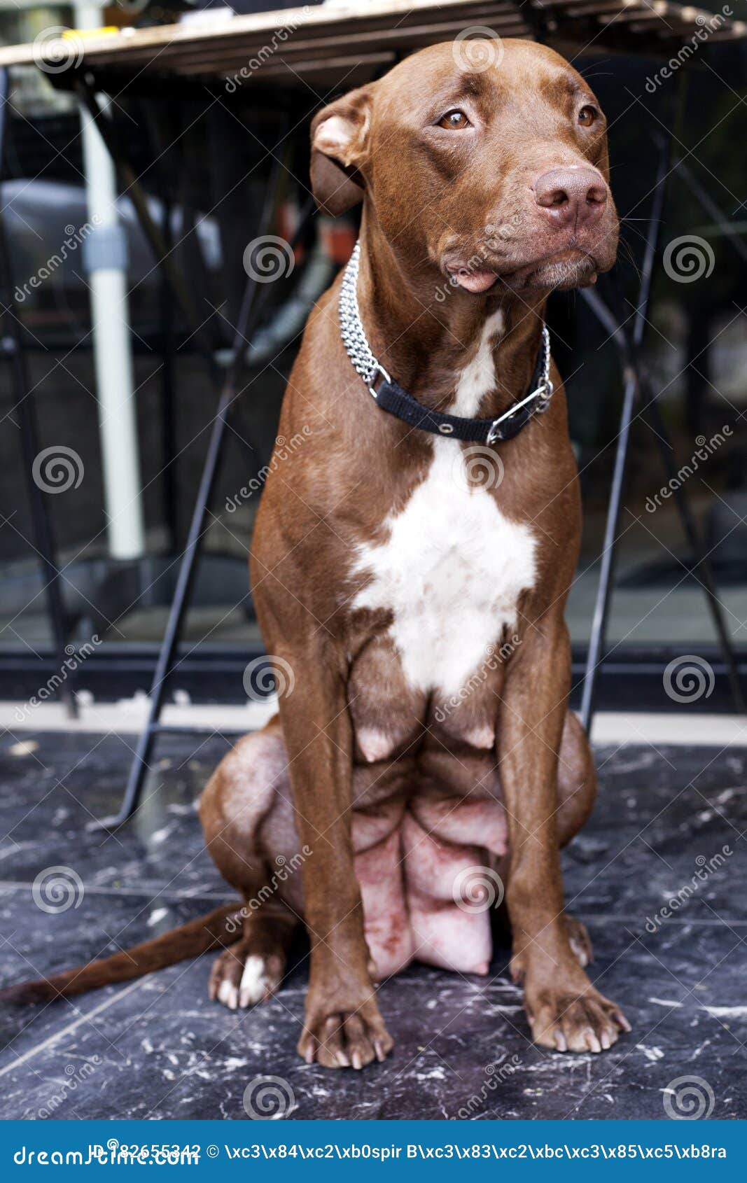 Meet Kiara: My Adorable Pet Dog, image size:1067x1690