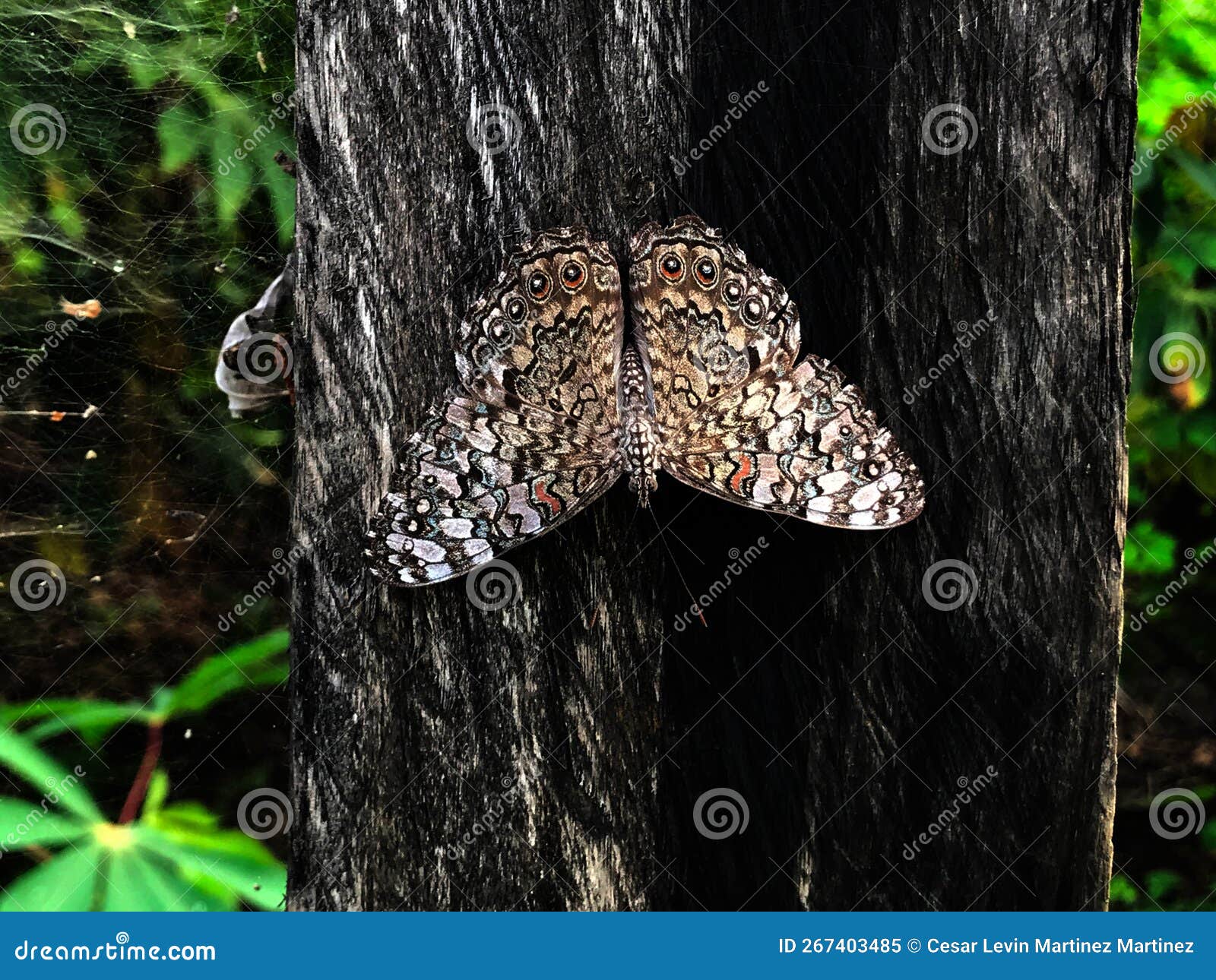 narrow caribbean butterfly