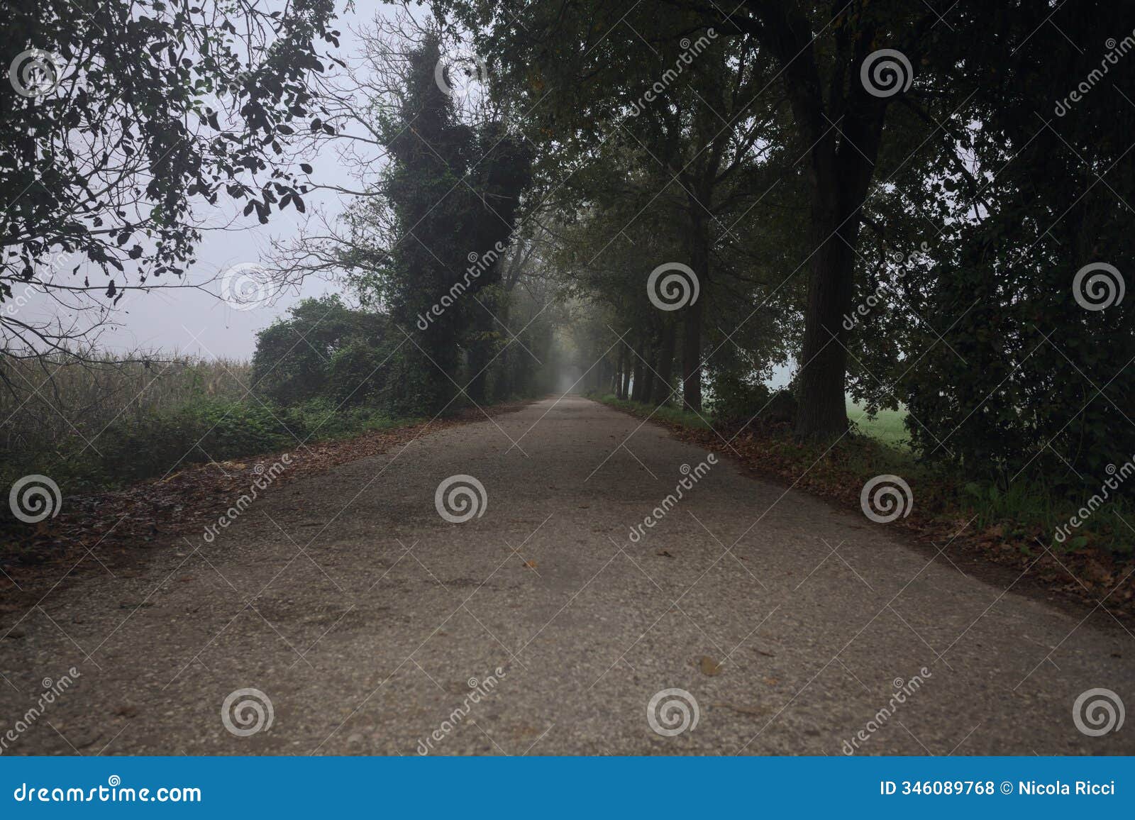 narrow country road in the fog