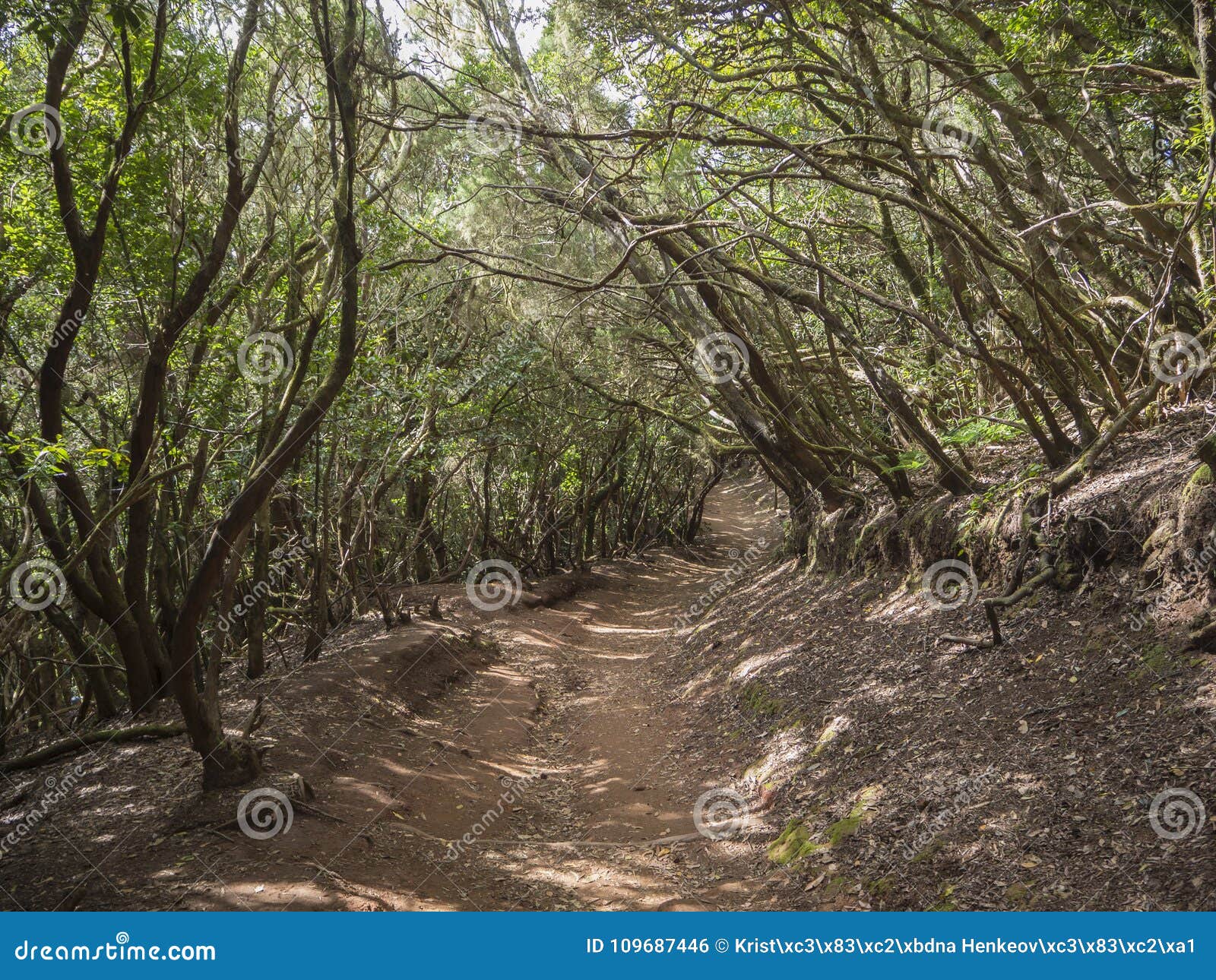 narrow footpath on sendero de los sentidos path od the senses in