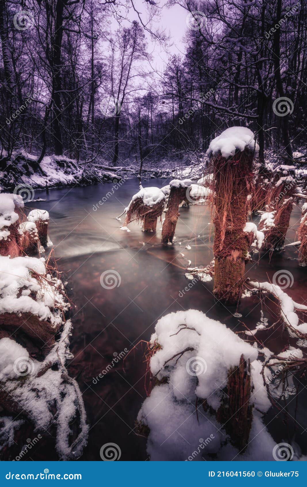 a narrow forest river with flowing water between snags and stumps with a long exposure at evening twilight. vertical winter