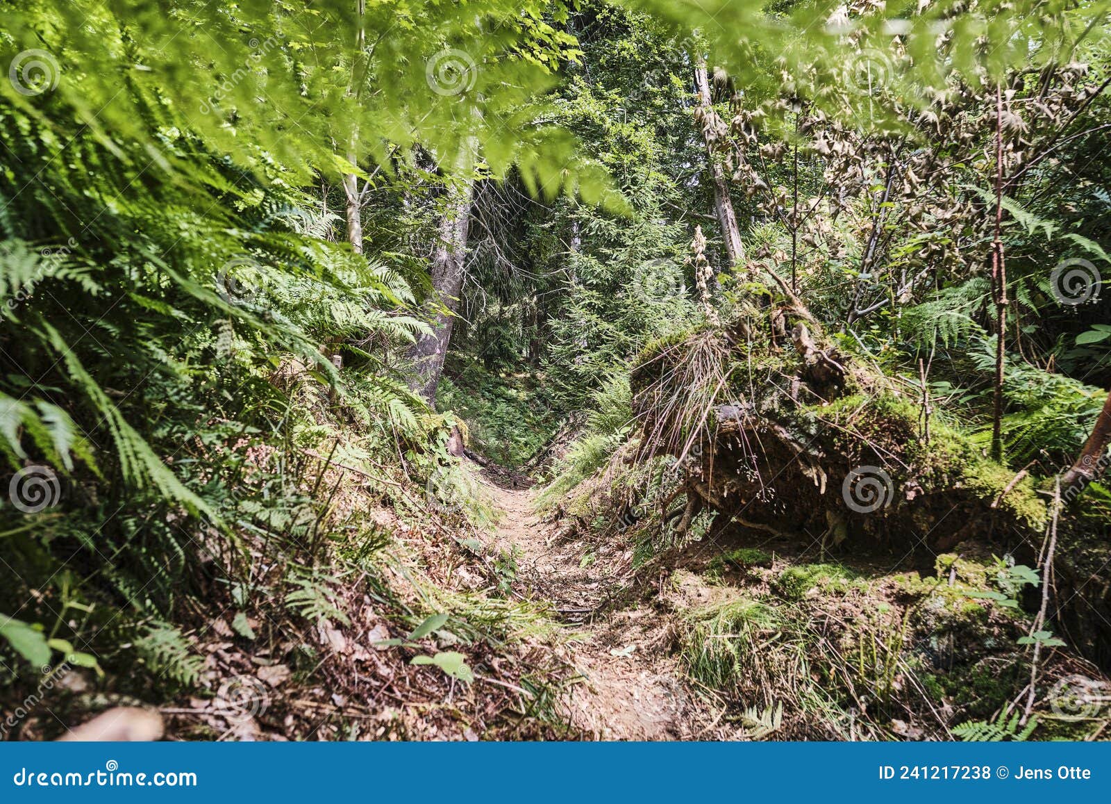  Hiking Path through Green Forest of Rothaarsteig Stock Photo .