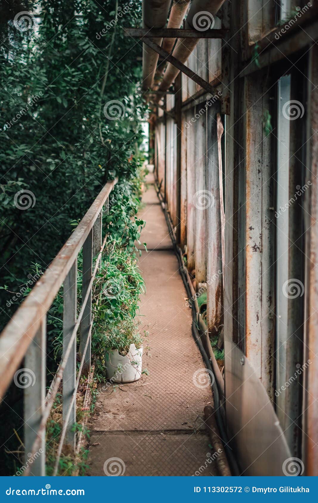 Narrow Old Passage at Abandoned Botanical Garden Stock Photo Image of