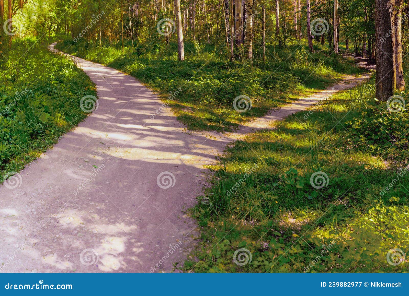 a narrow path branches off from a wide trail in the park, leaving in another direction. summer conceptual landscape