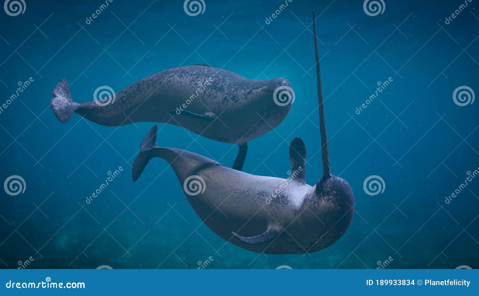 narwhal couple,  two monodon monoceros playing in the ocean