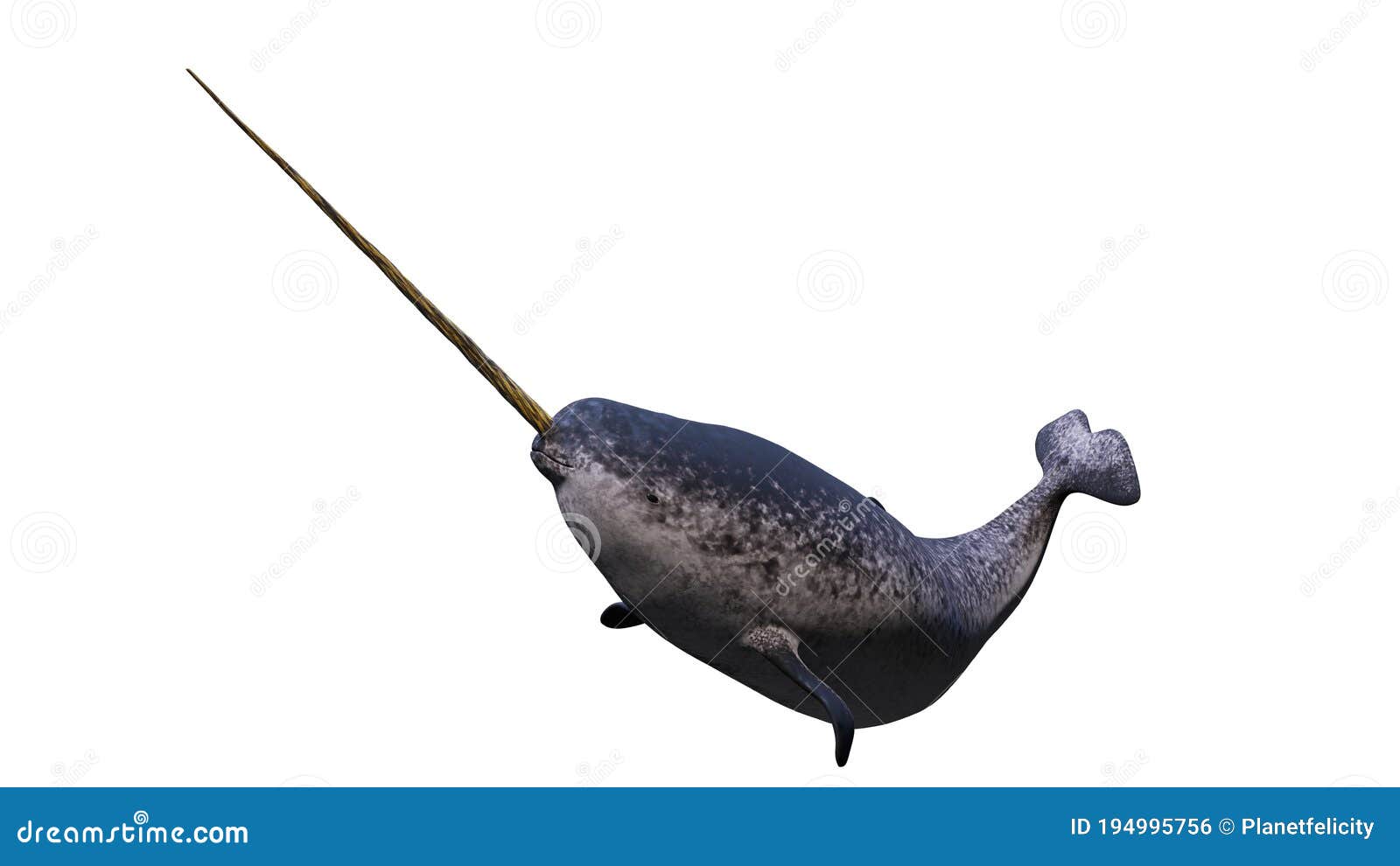 narwhal, male monodon monoceros  on white background